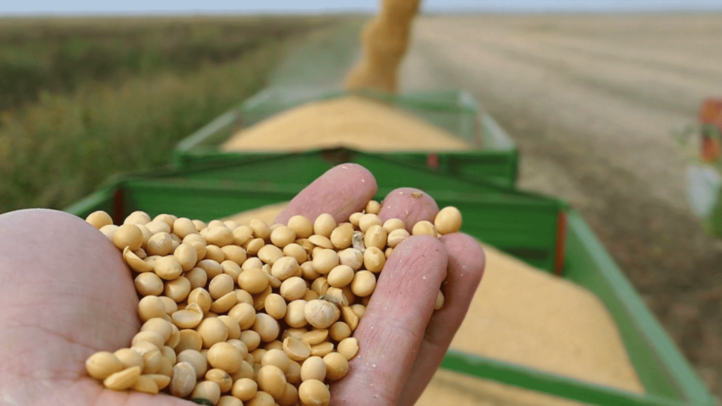 soybean-seeds-in-a-hand-after-good-harvest-of-successful-farmer-combine-harvester-transferring-freshly-harvested-soy-to-tractor-trailer